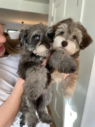 Miniature Schnauzers for sale, View more