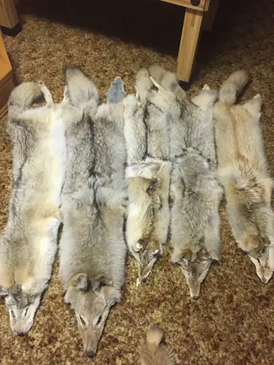 Wild fur and shed antlers, View more