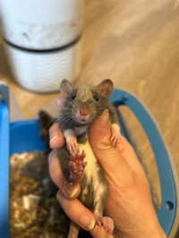 Pet rat babies
