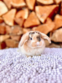 Easter Baby Holland Lop Bunnies