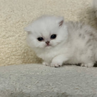 Purebred Adorable British Shorthair Kittens 