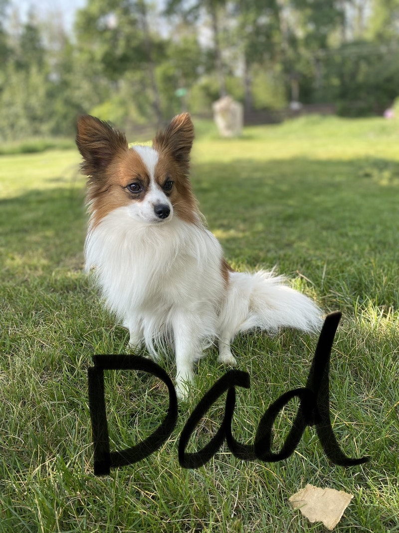 Bring home today purebred papillon Dogs & Puppies for Rehoming Red