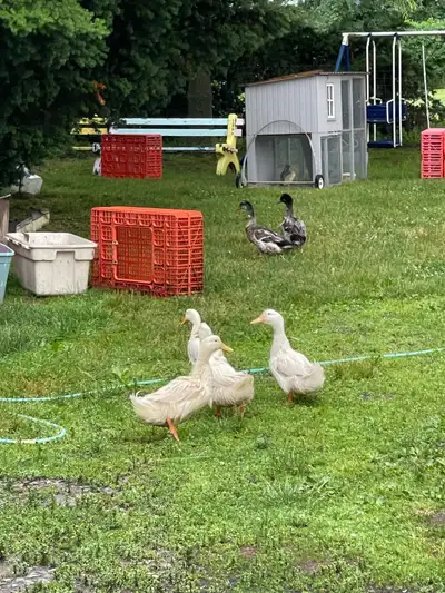 2 male ducks for sale, View more