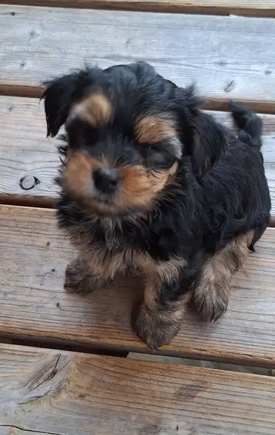 Chiot Yorshire a adopter environ 8 lbs adulte, View more