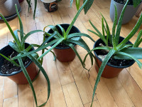 young rooted aloe plants