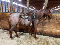 2015 Red Roan Mare