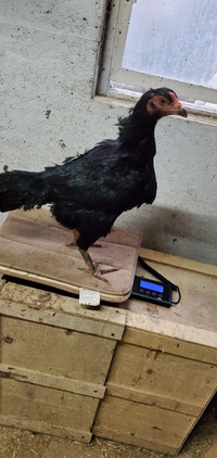 large thai/shamo hen