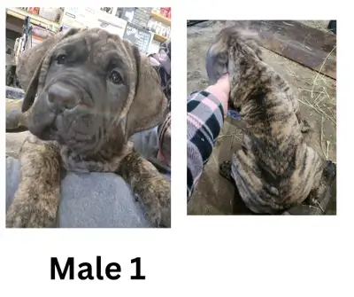 Mom is a Neapolitan/ English mastiff mix, dad is a pure bred English Mastiff, puppies have grown up...
