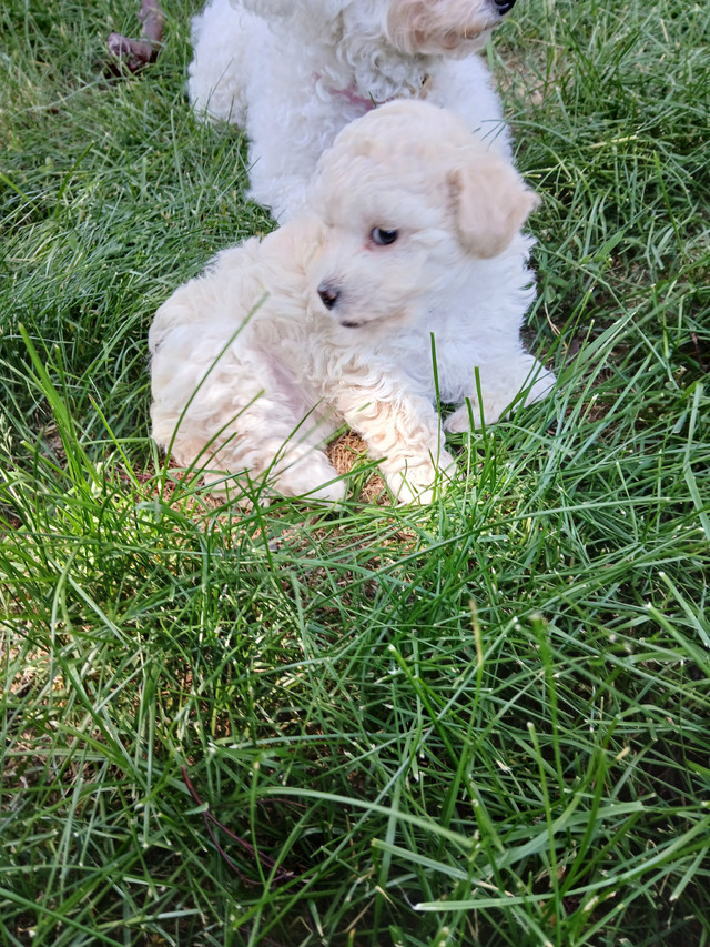 Bichon Poo Ready For Her New Home! in Dogs & Puppies for Rehoming in North Bay - Image 3