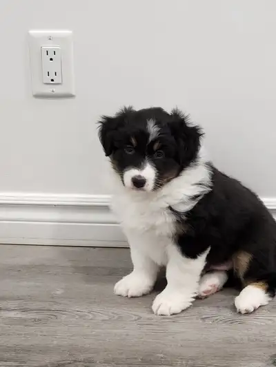 Australia shepherd puppies , View more