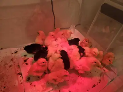 Mix chick chicken, View more