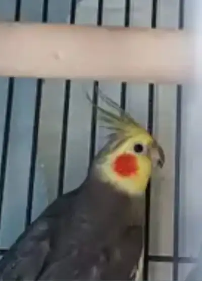 Cockatiel for sale, View more