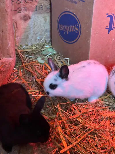 Holland Lop/Mini Rex Bunnies, View more