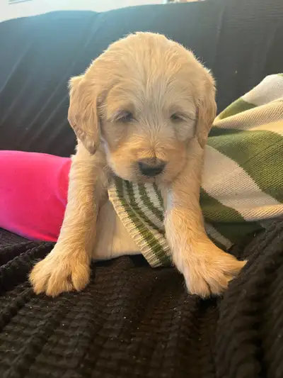 Beautiful, social, well mannered, smart, sweet, golden poodle mix: 3/4 poodle and 1/4 Black labrador...