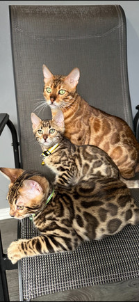 Top quality TICA registered Bengal kittens - reputable cattery 