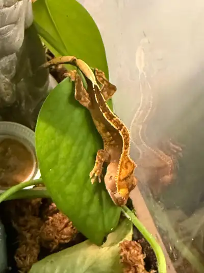 Gecko à crête, View more