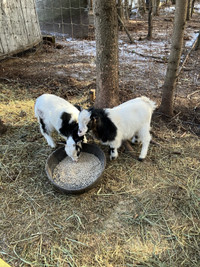 Twin Buckling Goats  Pygmy 
