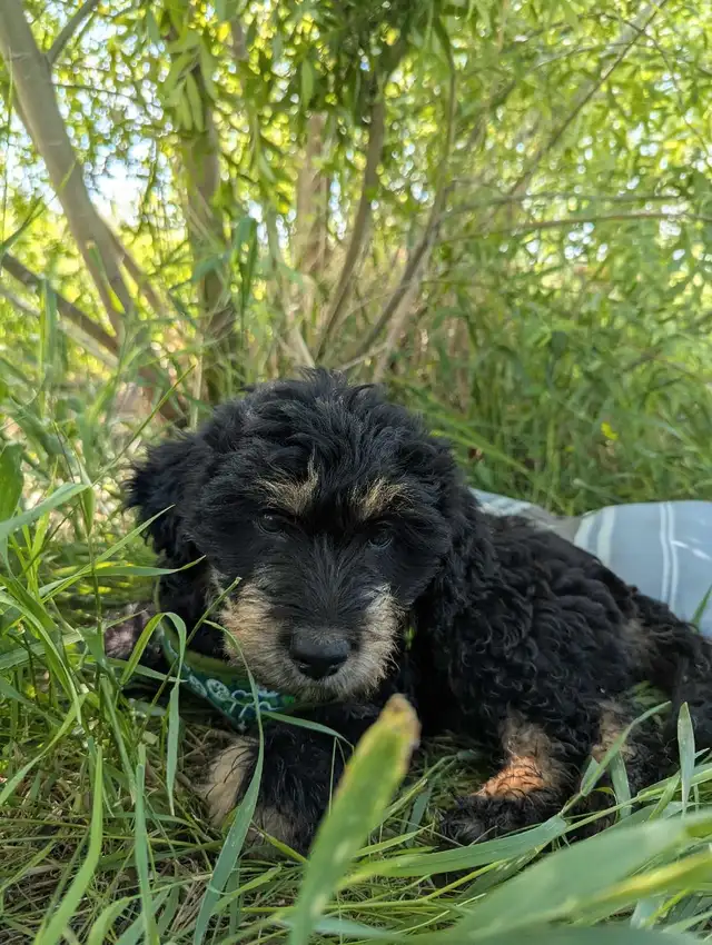 Adorable female puppies looking for their home! in Dogs & Puppies for Rehoming in Winnipeg - Image 5