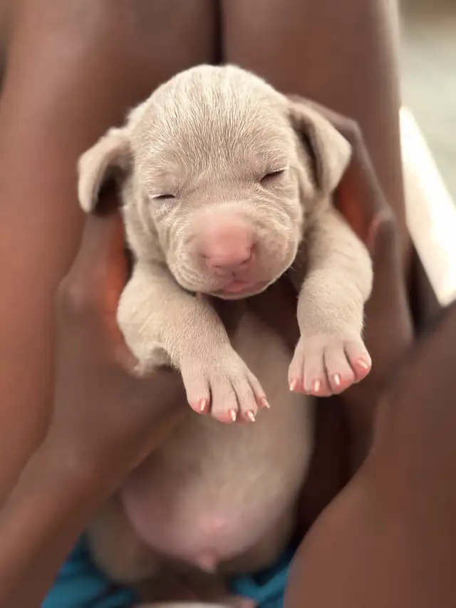 Weimaraner in Dogs & Puppies for Rehoming in Edmonton - Image 11