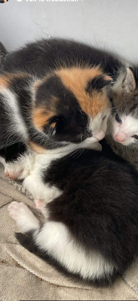 3 mignons chatons - Kitties for sale 1 calico  $100 each
