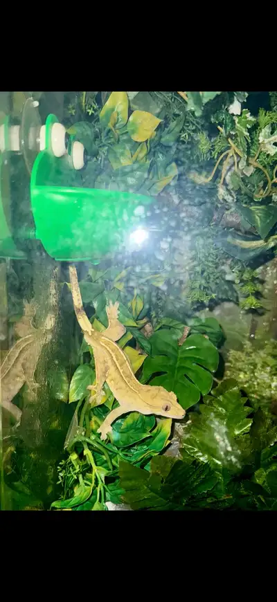 4 year old crested gecko , View more
