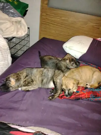 Puppies for sale Brindle Husky Sheppard Cane Corso mix., View more
