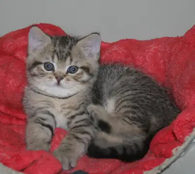 Introducing your New Royal Companion. Lowered price because I am the last one left A Purebred Britis...