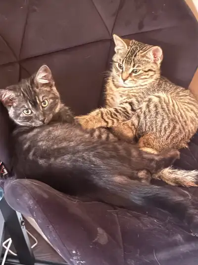 kitten rehoming, View more