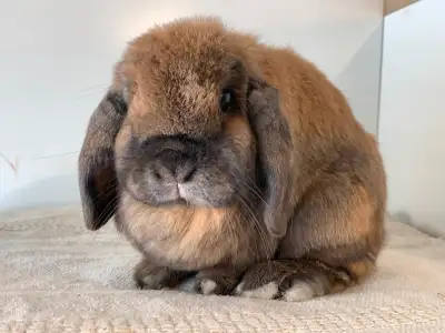 Holland Lop Pair, View more