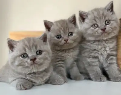 British Shorthair kittens, View more