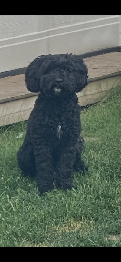 Black Doodle Puppy, View more