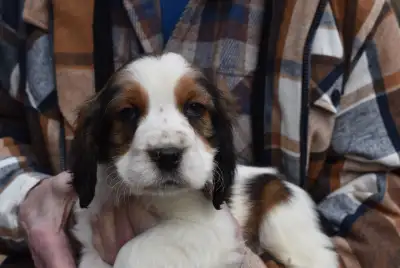 THE PERFECT FAMILY DOG!, View more