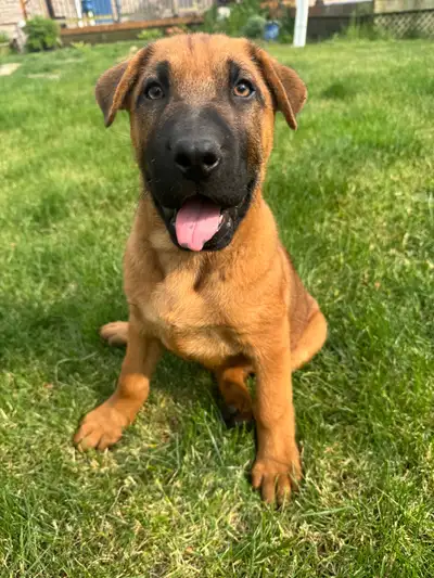 Shepherd/sharpei cross puppies looking for their forever loving homes. 2 left, born March 14 2025. A...