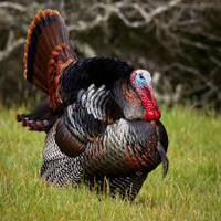 Turkey hunting Land for rent
