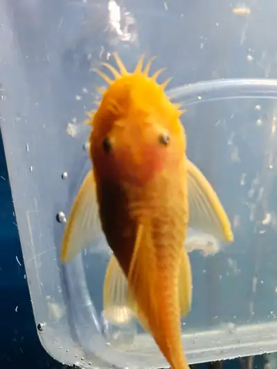 Stunning 3-4 Inch Albino Breeding Male Fish for Sale. Discover the beauty and uniqueness of our Albi...