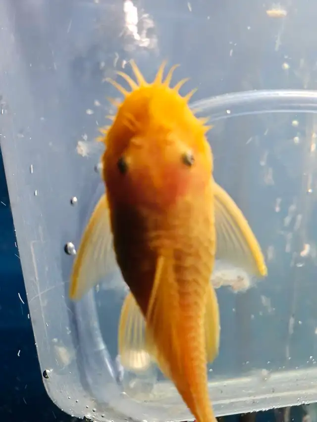 Albino Pleco For breeding Male in Fish for Rehoming in London - Image 2