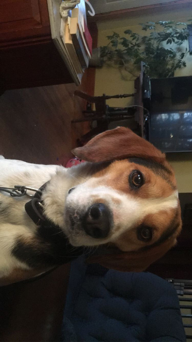 CKC registered beagle Dogs & Puppies for Rehoming Saint John Kijiji