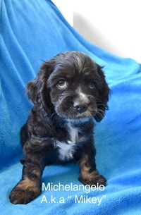 Cocker spaniel puppies