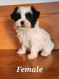 Adorable morkie puppies 