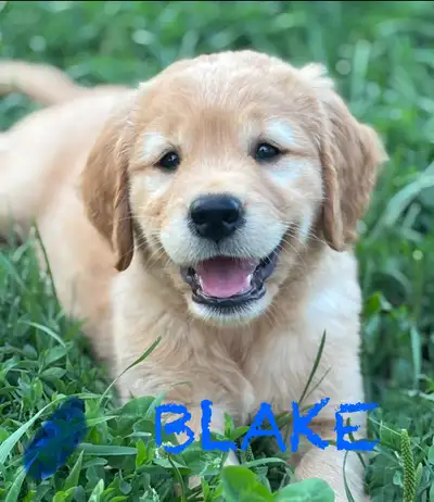 Golden Retriever/Labrador Puppies Available, View more