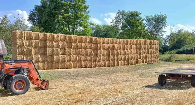 Clean Wheat Straw, View more