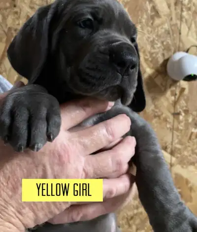 CKC Registered Great Dane Puppies, View more