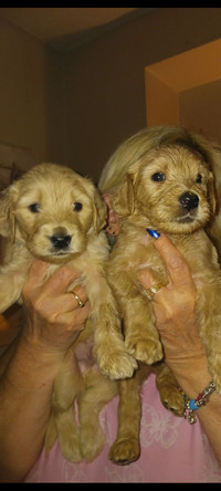 Goldendoodles 3 puppies