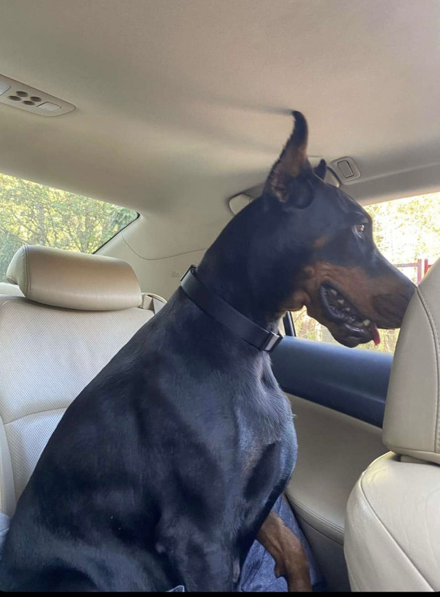 Female Doberman Dogs & Puppies for Rehoming Vancouver Kijiji