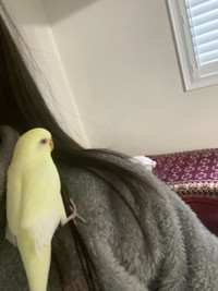 Budgies and cockatiel for sale