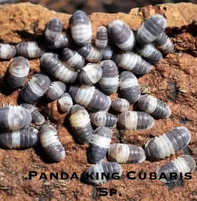 Various Isopods for Sale or Trade, View more