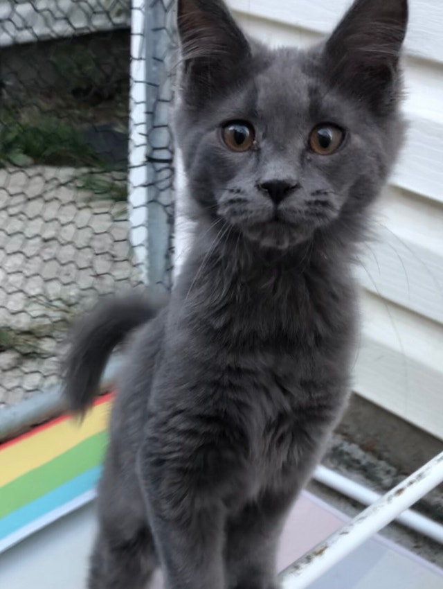 Maine Coon kittens two boys and Blue girl for adoption. Cats
