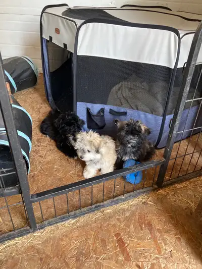Havanese pups, View more