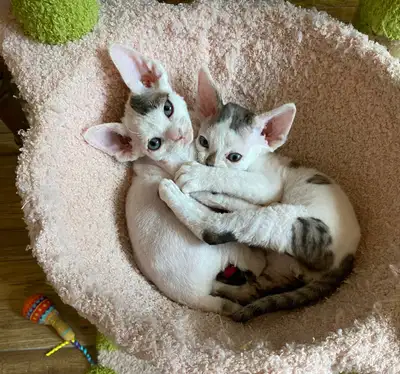 Devon Rex Kittens, View more