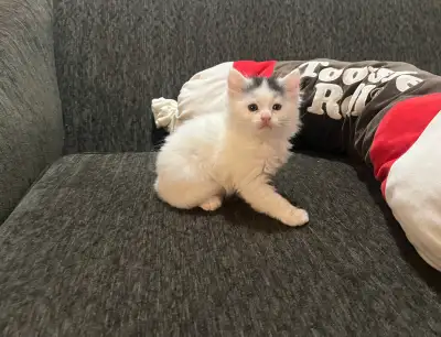 3 cute kittens born on Mar 20, for sale $250 each, View more